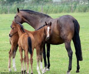 Quebra-cabeÃ§a de Cavalo marrom da frente para imprimir