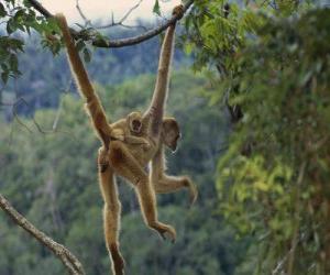 Macaco Come Come - Ludopia