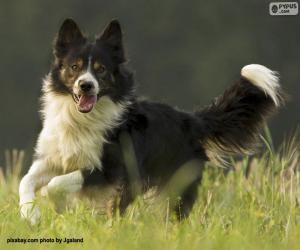 Border Collie na Exposição - Quebra-Cabeça - Geniol