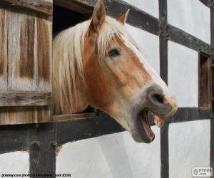 Quebra-cabeÃ§a de Cavalo marrom da frente para imprimir