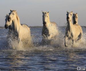 Quebra-cabeÃ§a de Cavalo marrom da frente para imprimir