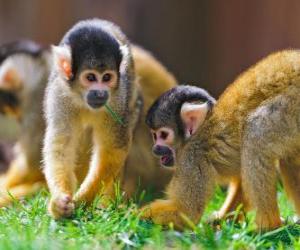 Puzle Macacos-esquilo