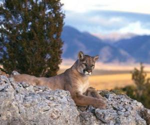 Puzle Suçuarana, puma, leão-da-montanha, cougar, jaguaruna, onça-parda, um grande felino solitário