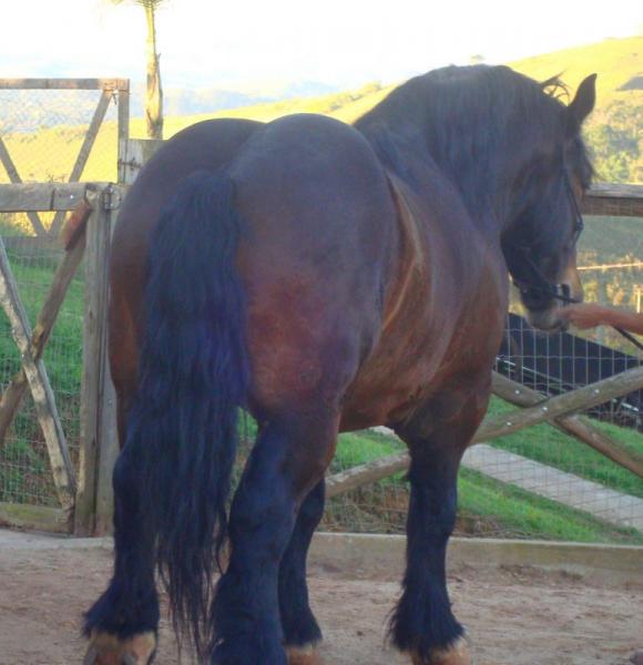 Cavalo Bretão, considerado o cavalo mais gordo do mundo ! puzzle