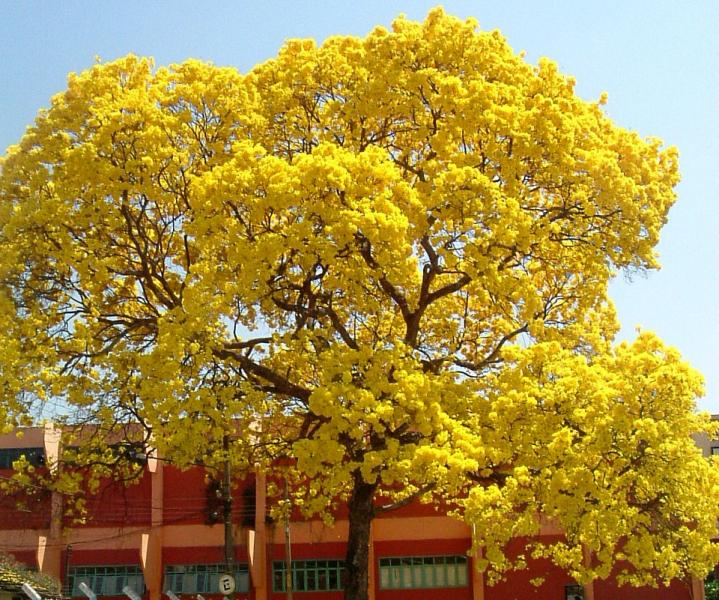 Ipê Amarelo puzzle