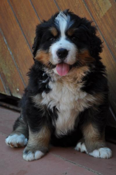 Bernese puzzle