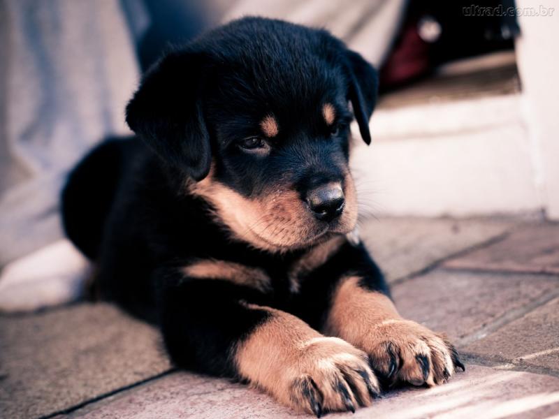 rottweiler puzzle