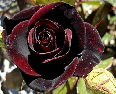 rosa negra puzzle