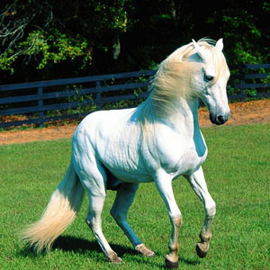 cavalo branco puzzle