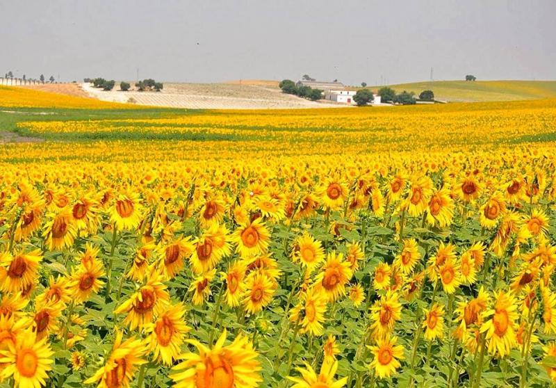 alentejo- portugal puzzle