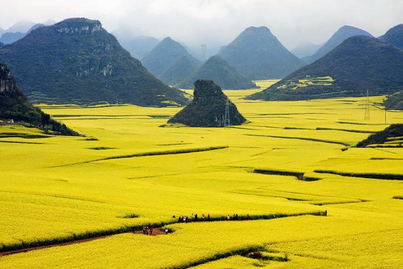 Campos de canola - China puzzle