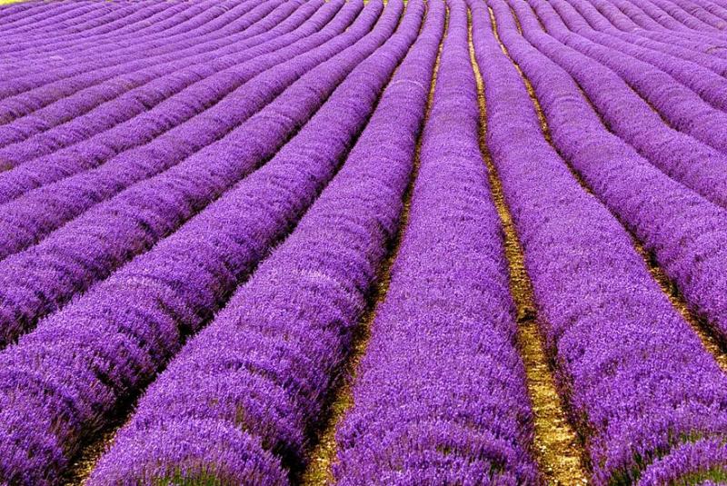 Campos de lavanda - França puzzle