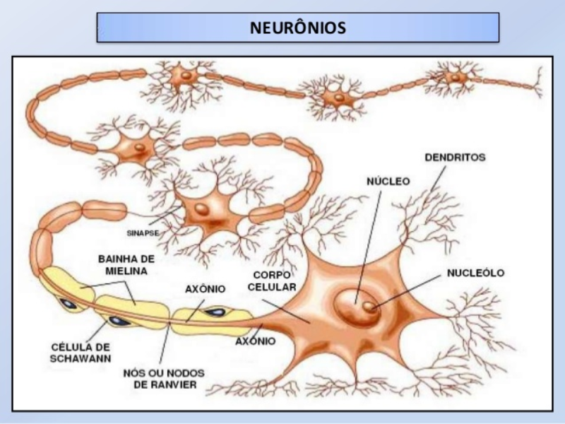 sistema nervoso puzzle