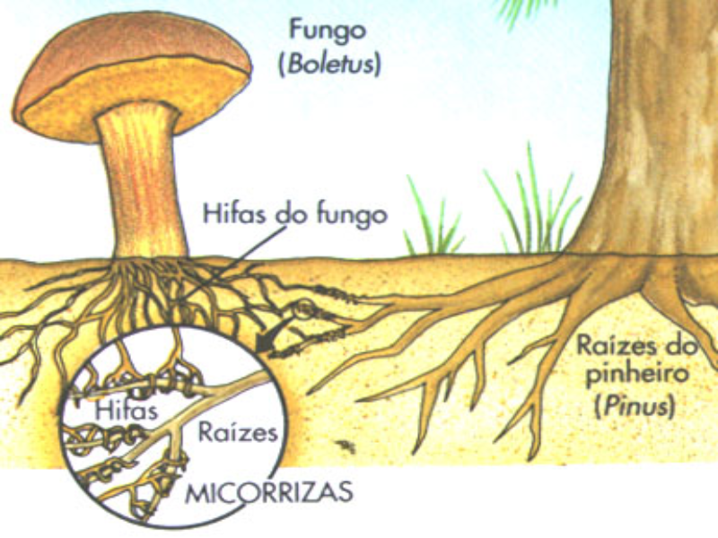 fungos puzzle