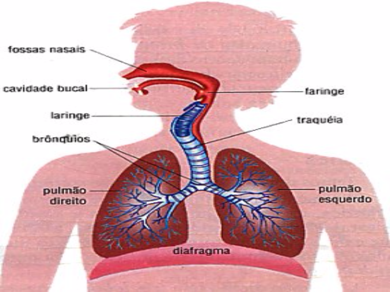 jogo de biologia puzzle