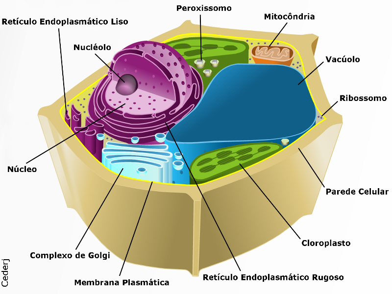 celula vegetal puzzle