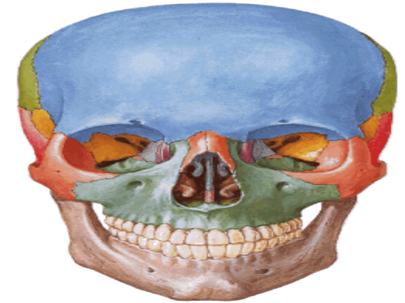 Quebra-Cabeça - CRANIO 1 puzzle