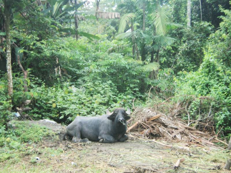 ANIMAL USADO PARA TRANSPORTA A MADIOCA puzzle