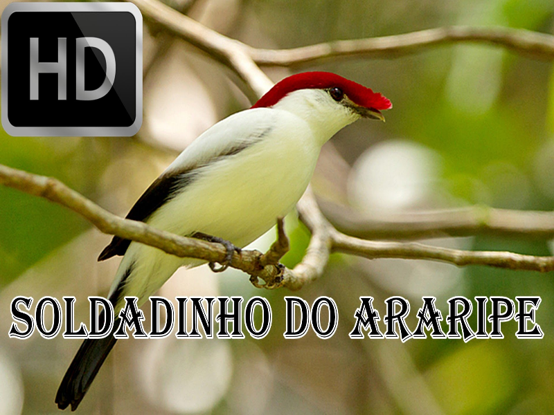 Soldadinho do araripe puzzle