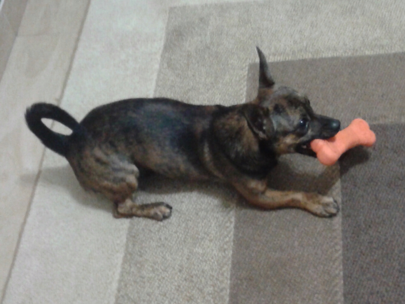 cachorrinho brincando puzzle