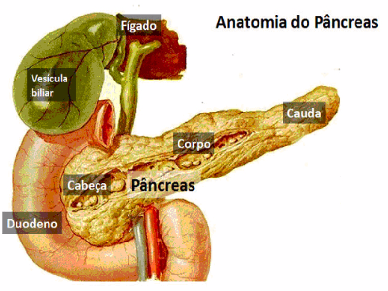 Quebra-cabeça sobre pâncreas  puzzle