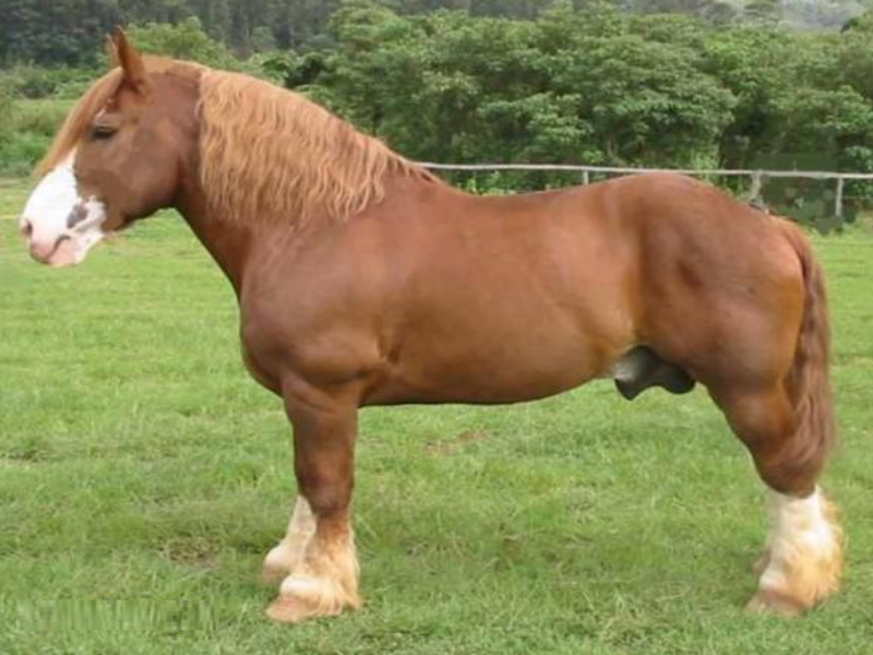 puzzle de cavalo puzzle