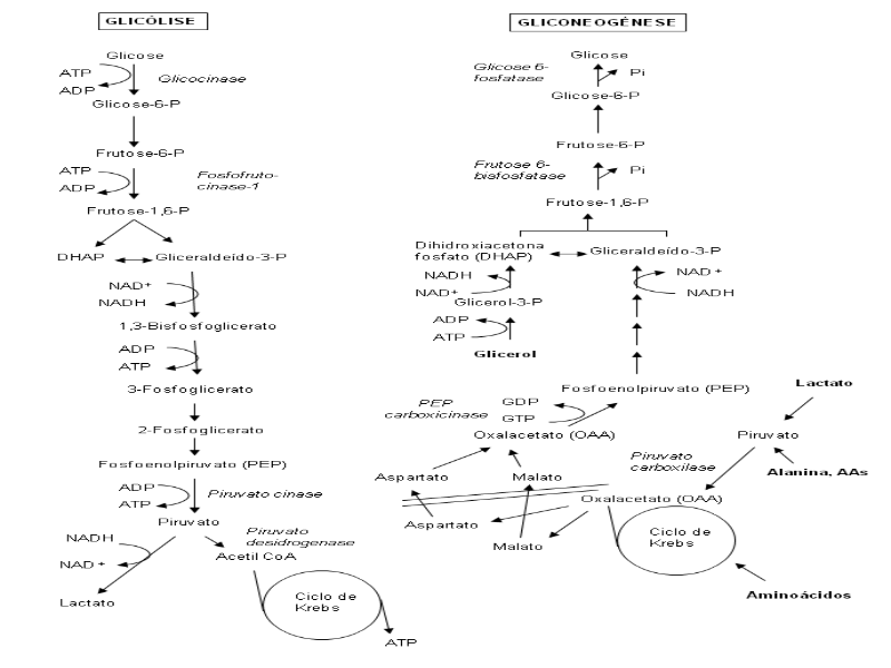 Rotas Metabolias Glicolise e Gliconeogenese puzzle