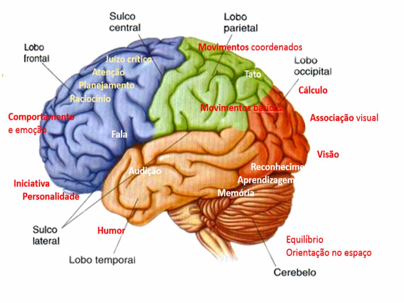 Cérebro  puzzle