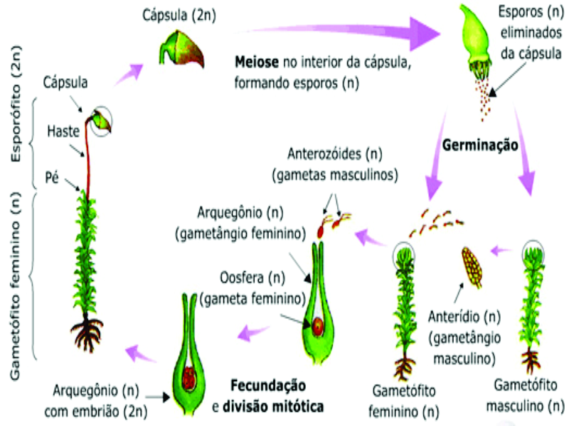 quebra cabeça das plantas puzzle