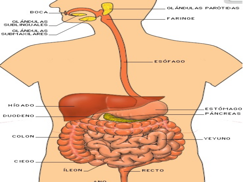 Sistema digestivo puzzle