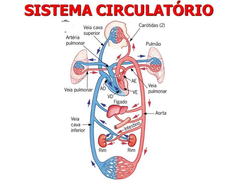 Sistema circulatorio puzzle