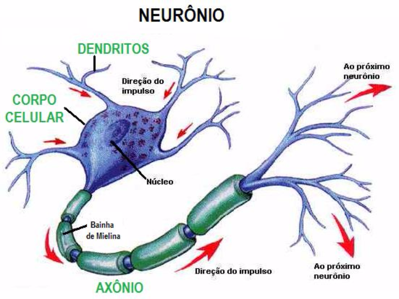 Estrutura celular: Neurônio puzzle