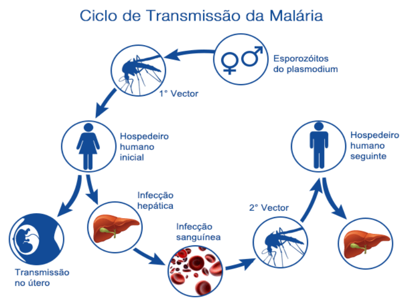 ciclo malária puzzle