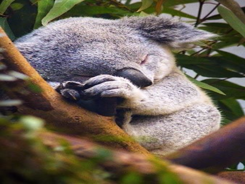 Esse é um puzzle de um coala fofo dormindo puzzle