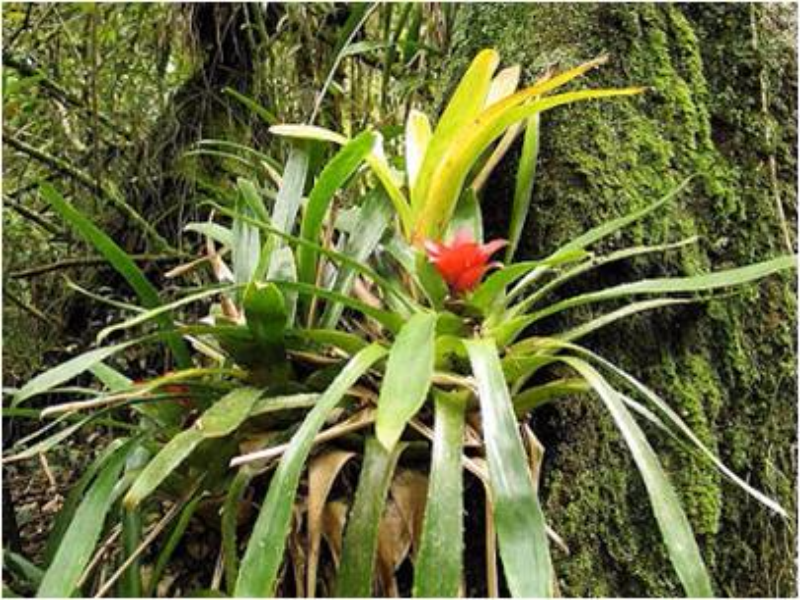 bromelia puzzle