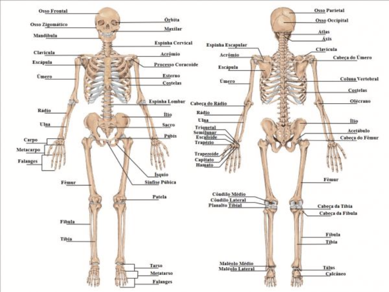 ossos puzzle