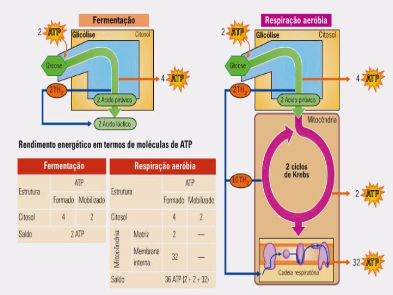 QUEBRA CABECA BIOLOGIA puzzle