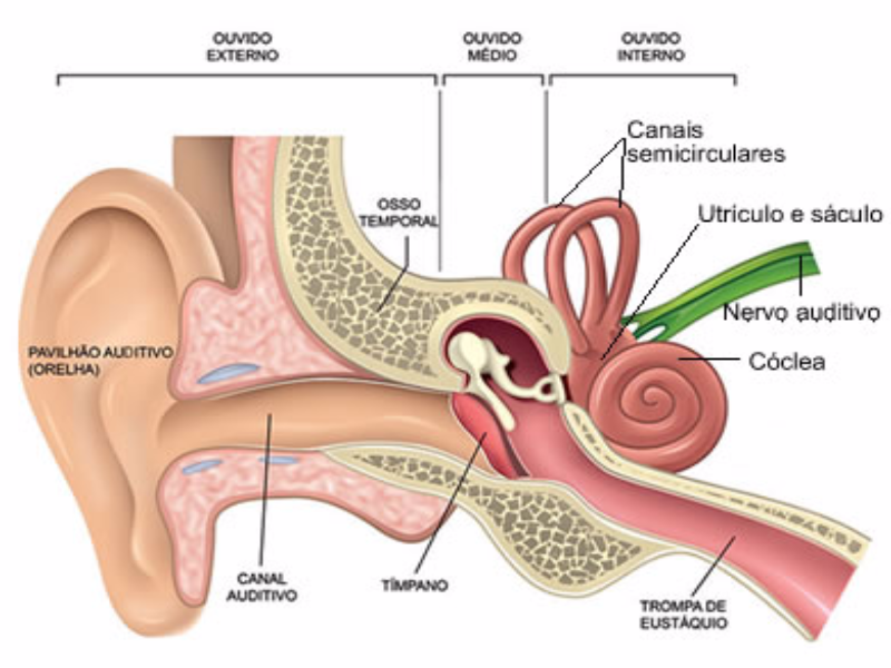 Anatomia da orelha puzzle