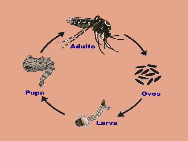 Quebra-cabeça da Dengue puzzle