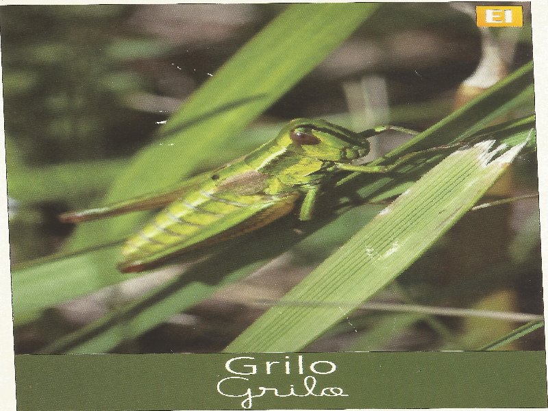 Grilo puzzle