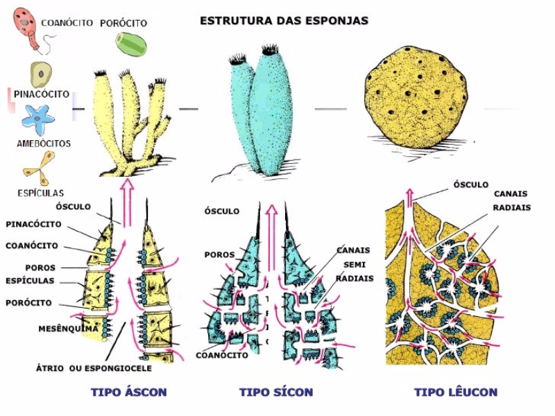 Porifera puzzle