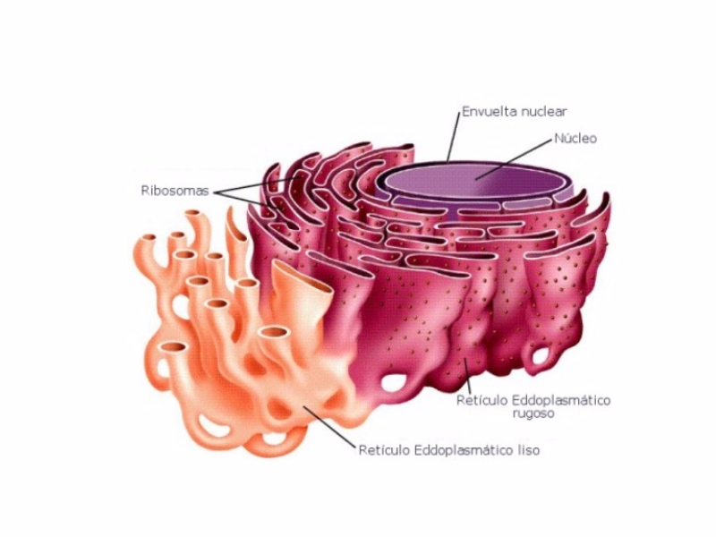 Reticulo Endoplasnatico puzzle