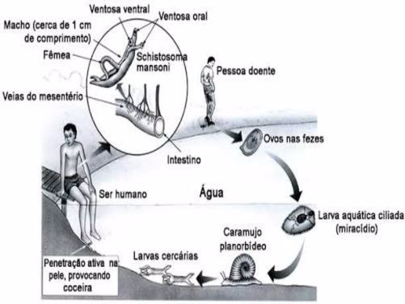 Esquistossomose puzzle