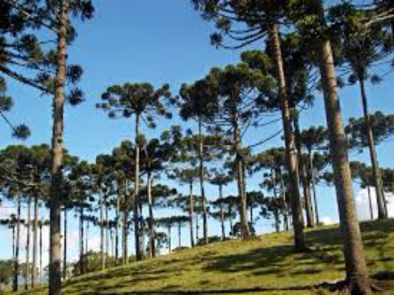  Araucária é o nome popular dado para a árvore da espécie Araucaria angustifolia, que também possui  puzzle