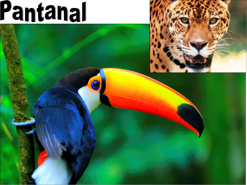 Ambiental Pantanal puzzle