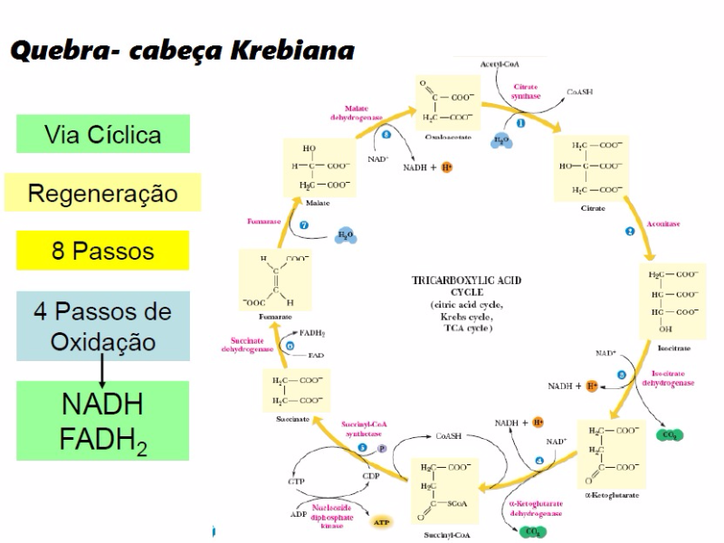 quebra bioquimica puzzle