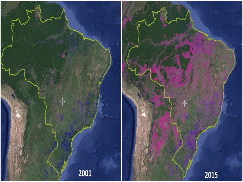 Desmatamento Ambiental no Brasil.   PARTES ROSAS- desmatada. PARTES AZUIS- replantado. puzzle