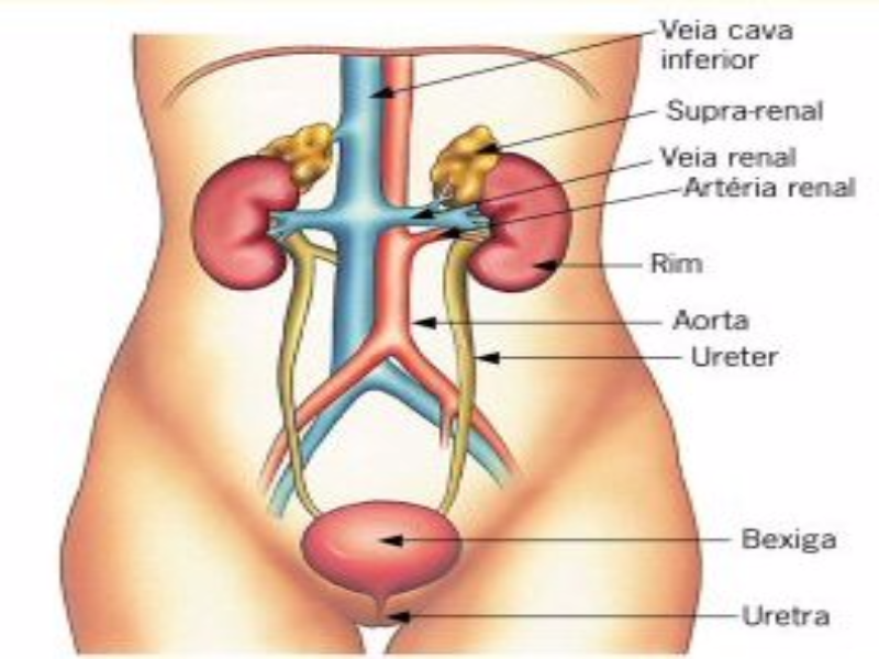 Quebra cabeça sistema urinario  puzzle