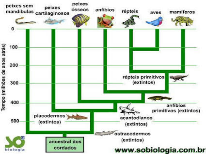 Cladograma puzzle