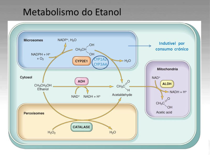 Bioquímica puzzle